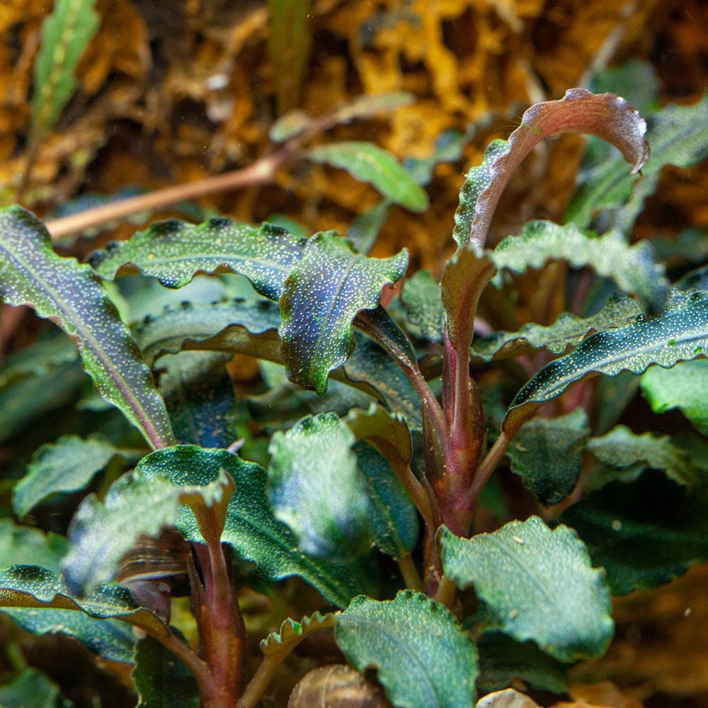 Bucephalandra Kedagang 1-2-Grow