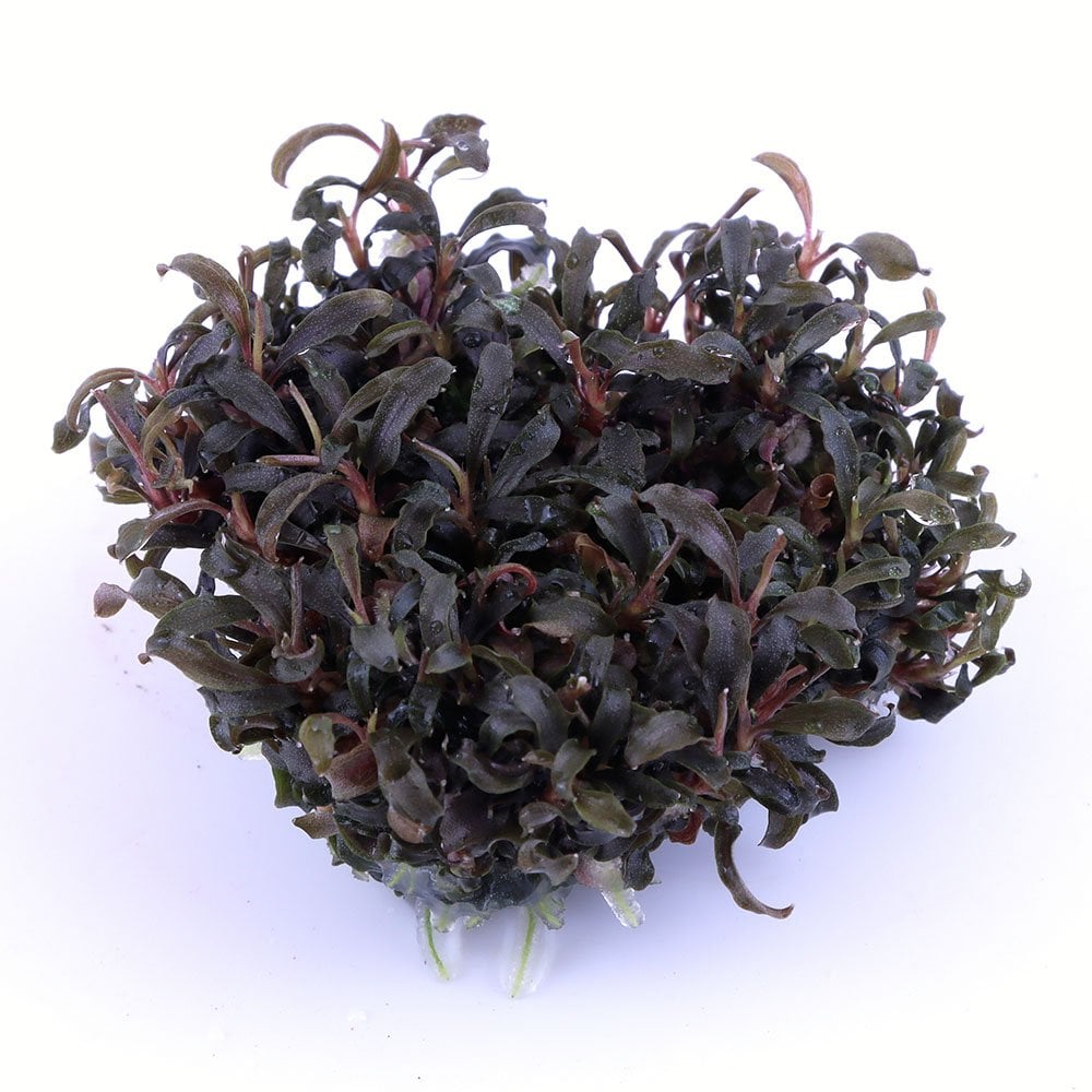 Bucephalandra Kedagang 1-2-Grow