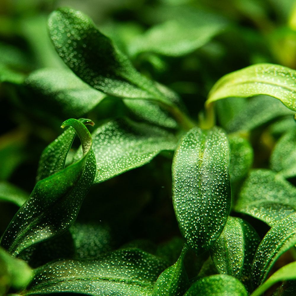 Bucephalandra Needle Leaf 1-2-Grow