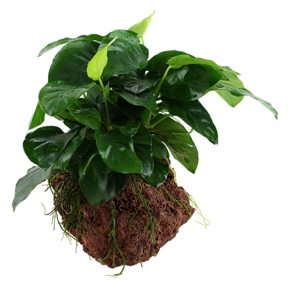 Anubias Barteri Var. Nana On Lava Stone
