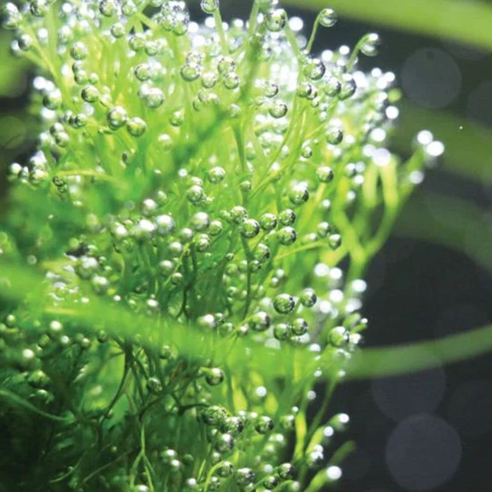 Bio CO2 250 Diffuser