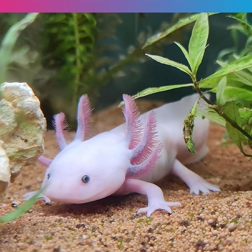 Pro-F Axolotl Pellets