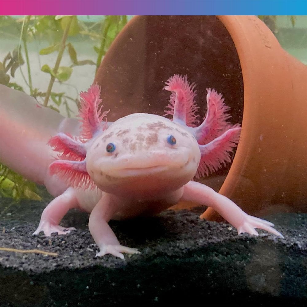 Pro-F Axolotl Pellets