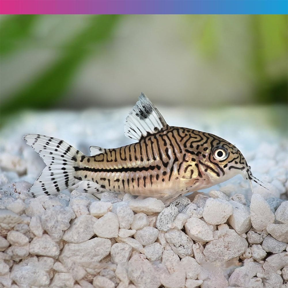 Pro-F Catfish Pellet