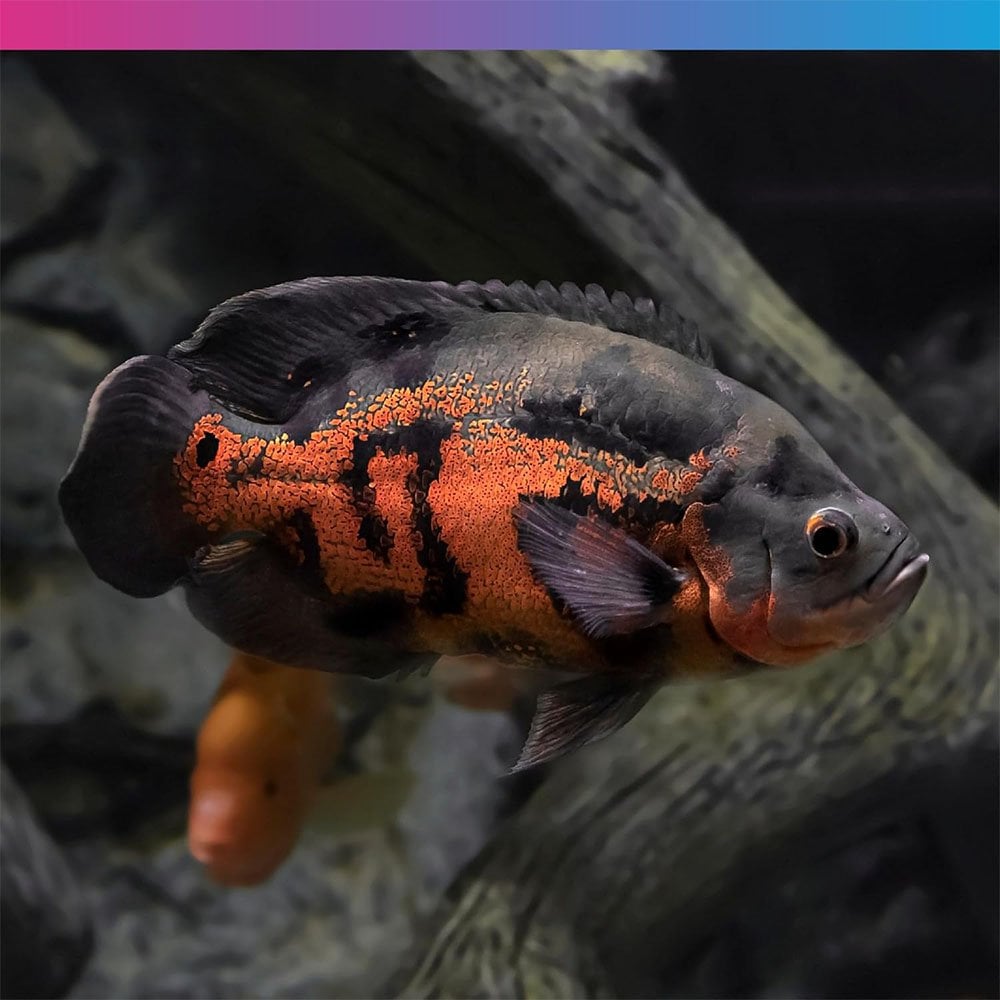 Pro-F Predator Floating