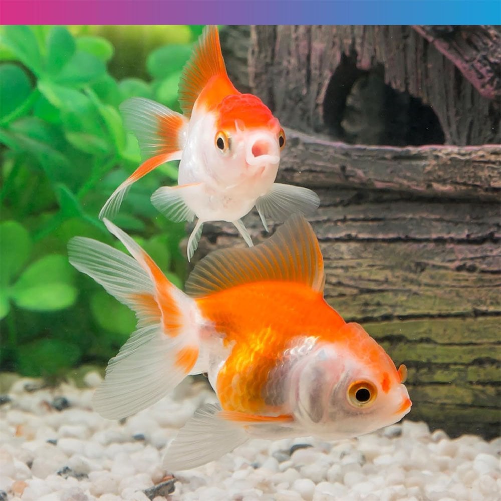 Pro-F Fancy Goldfish