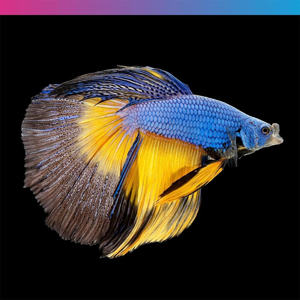 Pro-F Nano Tropical