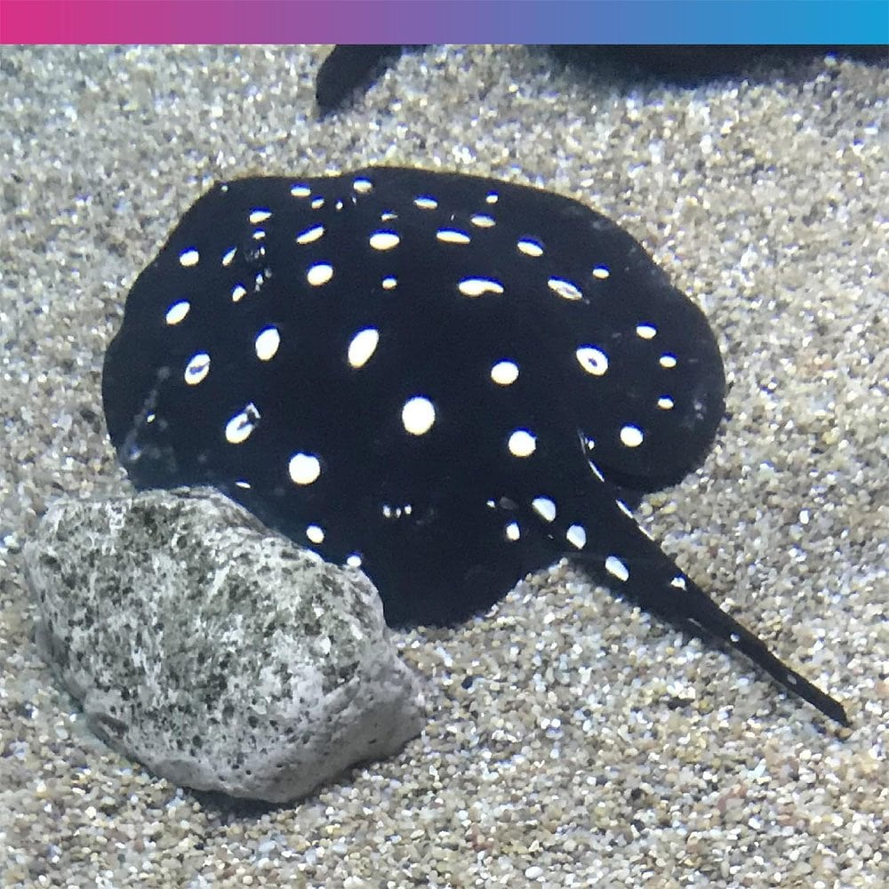 Pro-F Stingray Pellets