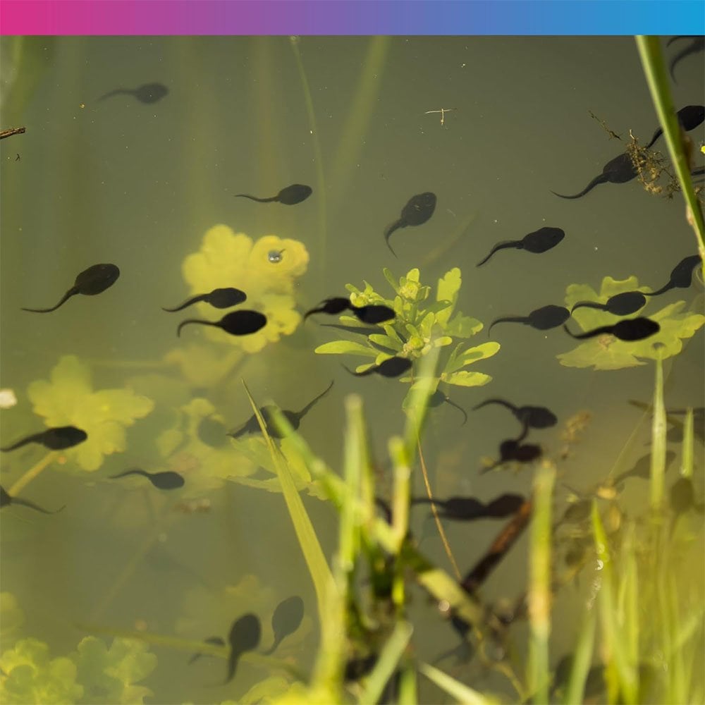 Pro-F Tadpole Food 6 Weeks+