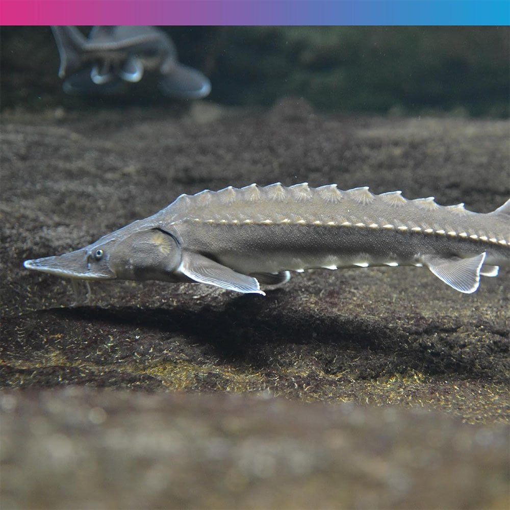 Medikoi Sturgeon Food