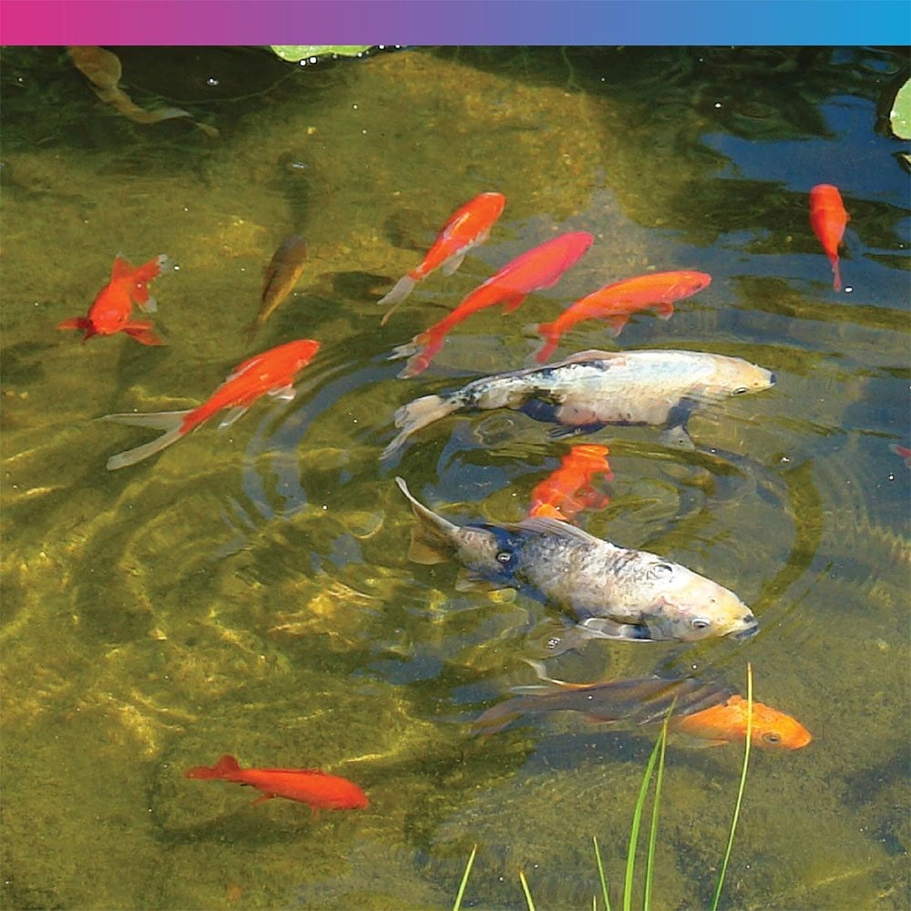 EconoKoi Pond Pellets 10kg (6mm)