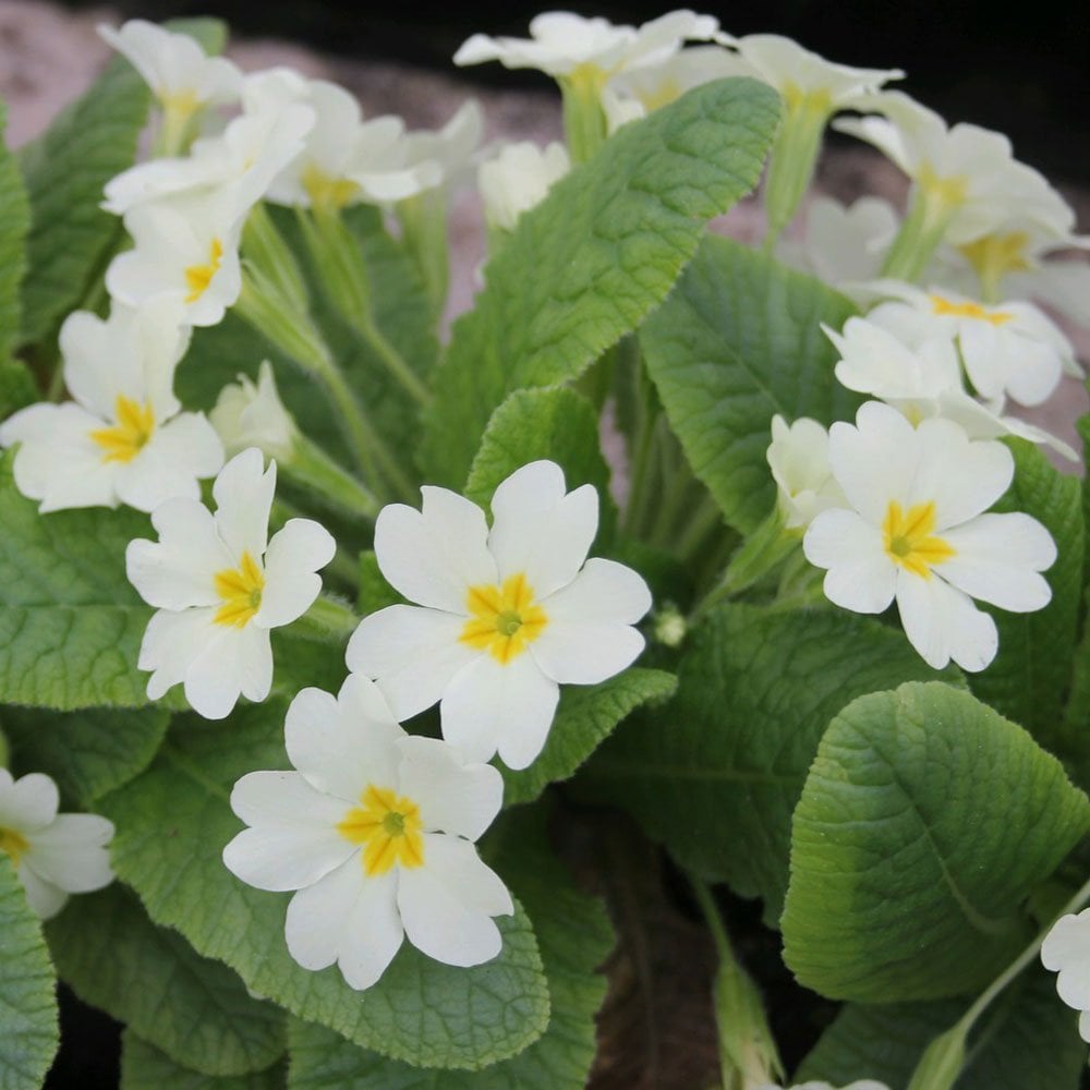 Primula Vulgaris - Primrose 9cm (3pk)