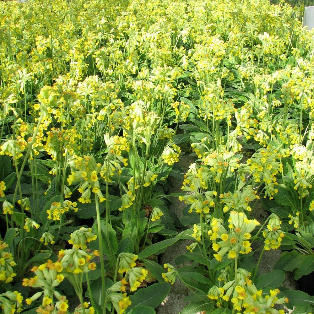Primula Veris - Cowslip 9cm (3pk)