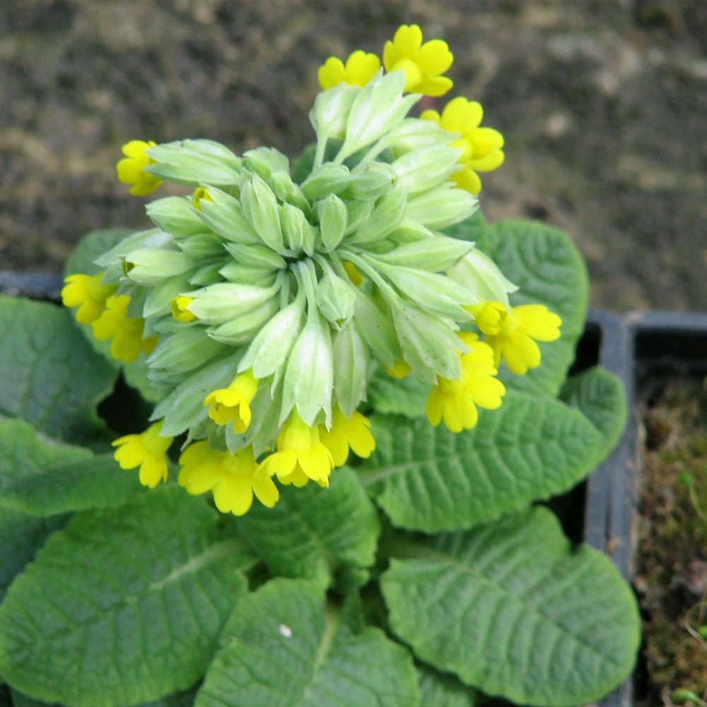 Primula Veris - Cowslip 9cm (3pk)