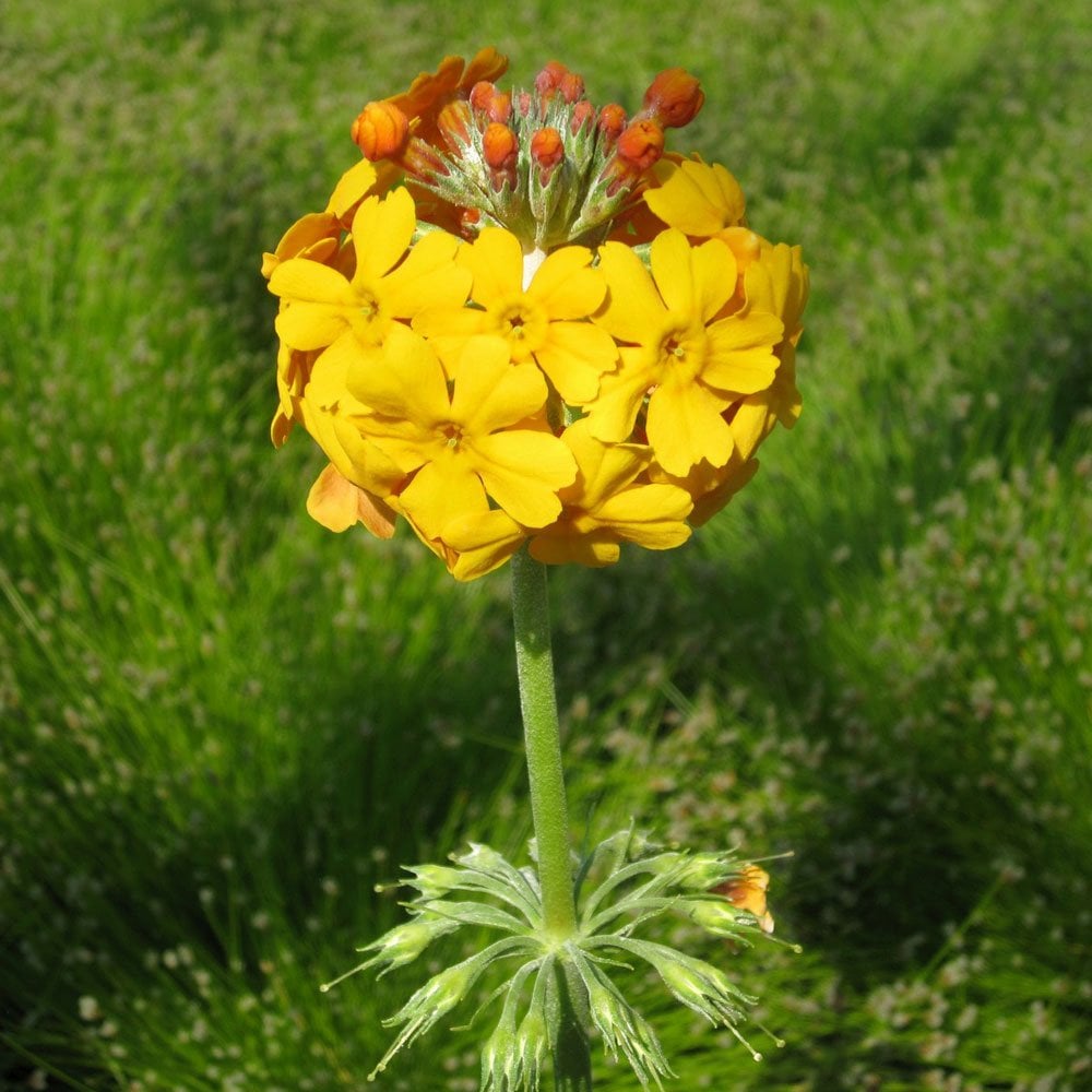Primula Bulleyana 9cm (3pk)