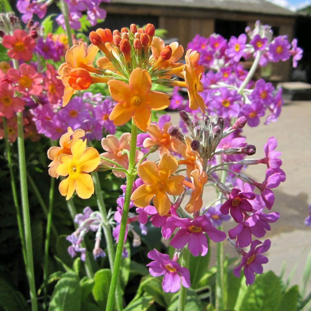 Primula Bulleyana 9cm (3pk)