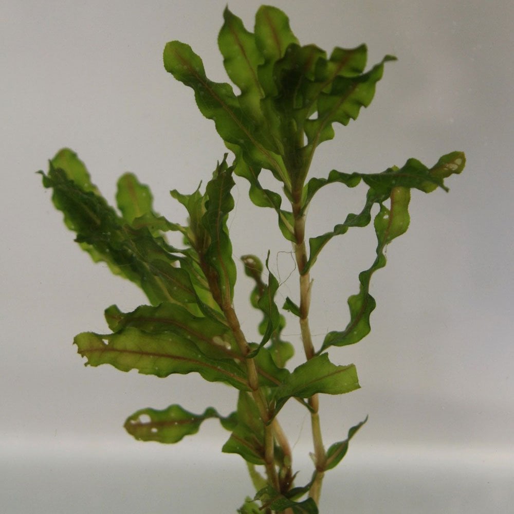Potamogeton Crispus - Curly Pondweed Bunches (5k)