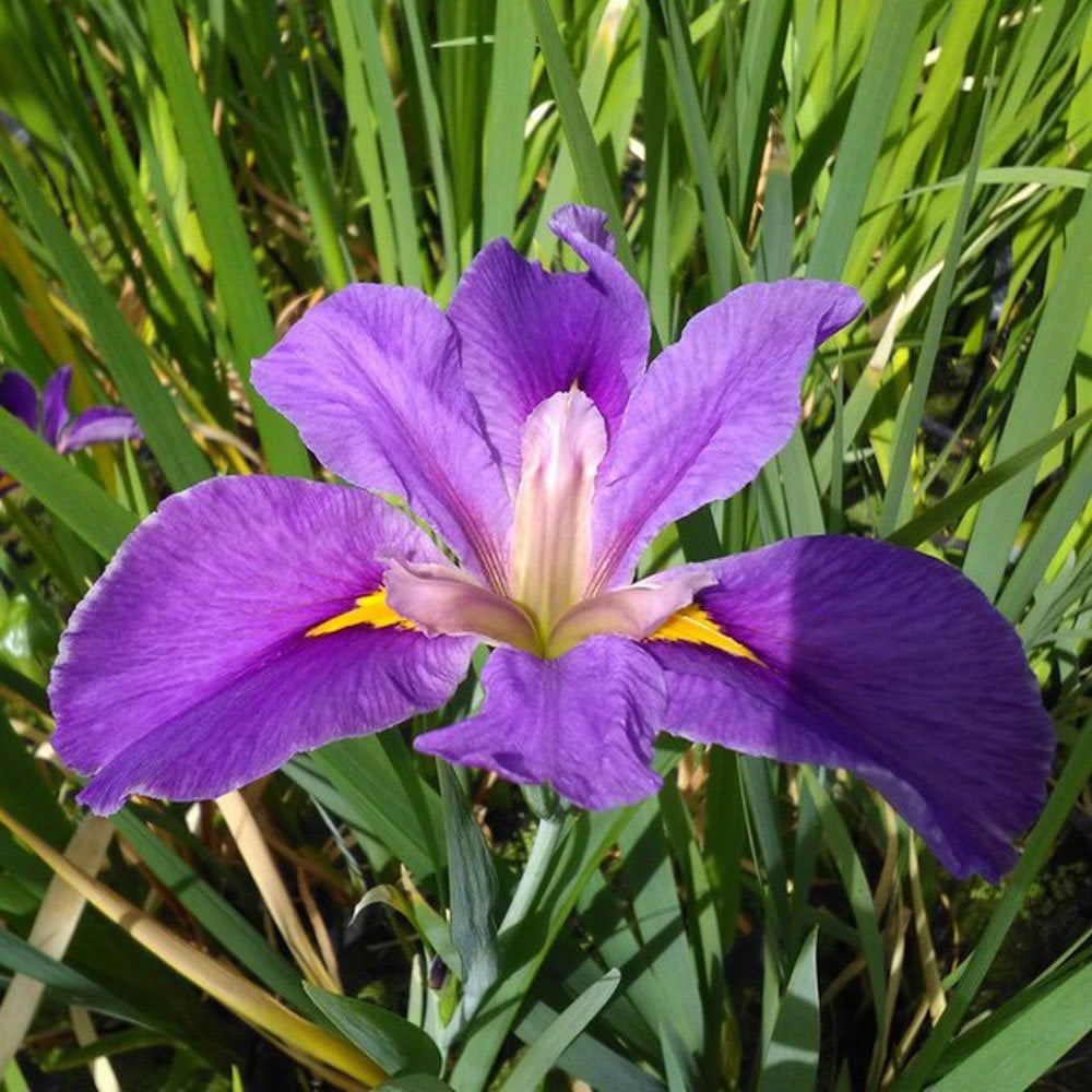 Iris Louisiana Pegaletta 3Ltr