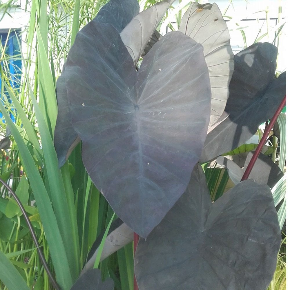 Colocasia Rubra Black Magic - Elephant Ear 3Ltr