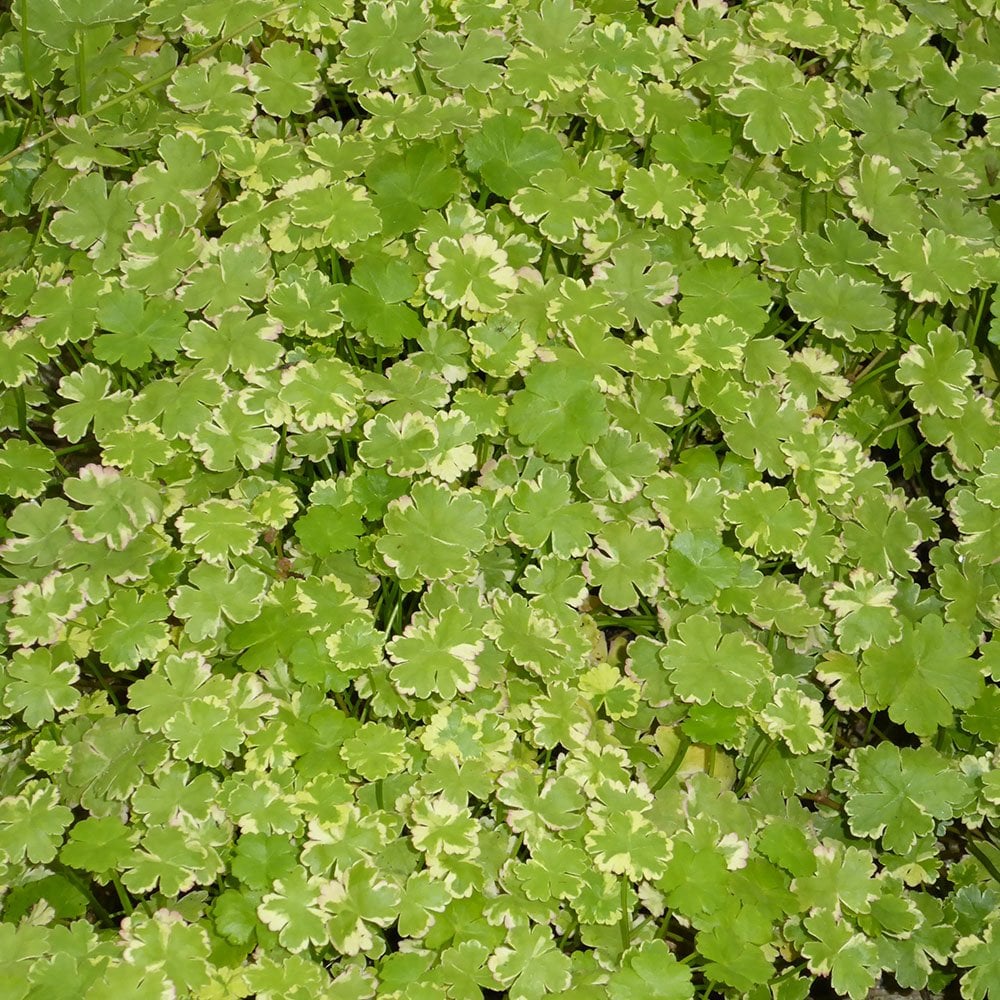 Hydrocotyle Sibthorpioides - Lawn Marshpennywort