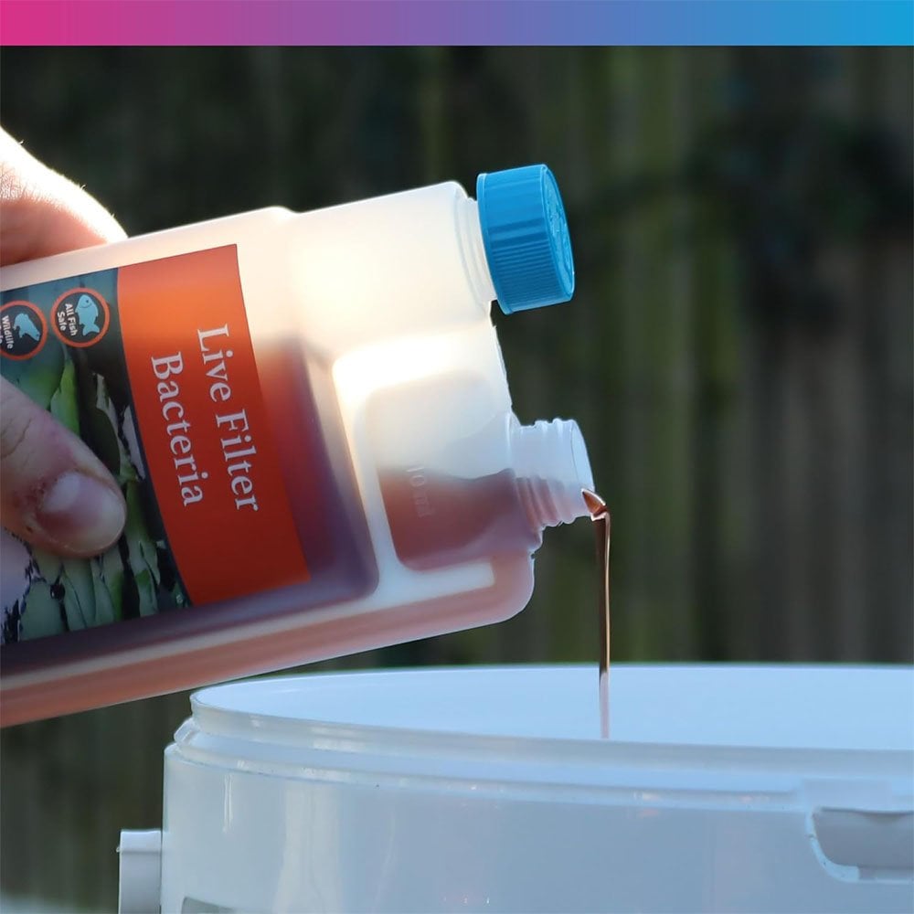 Mature - Live Filter Bacteria