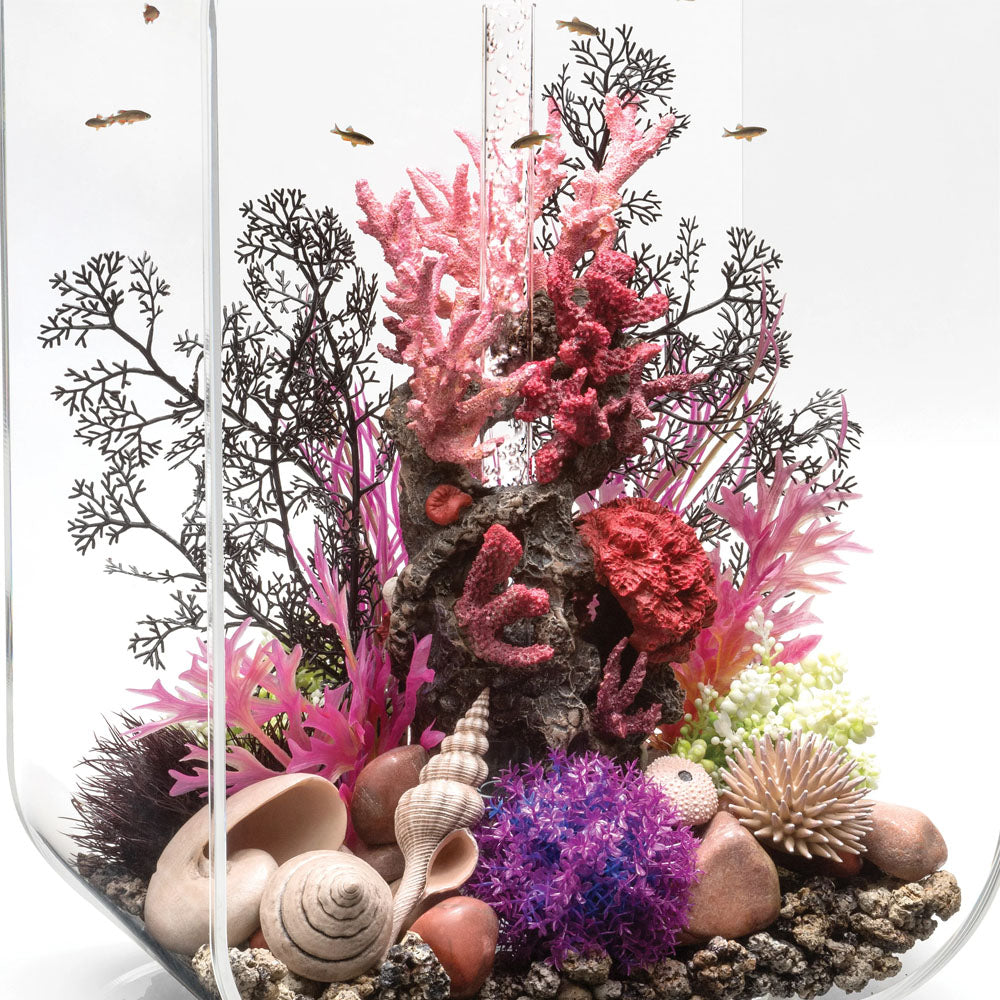 Black Sea Fan - Medium