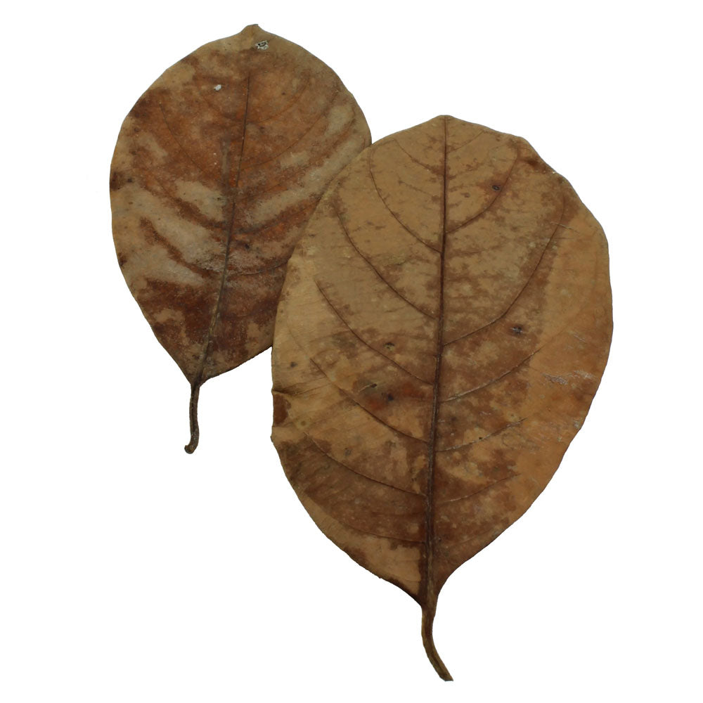 Jack Leaves (20pk)