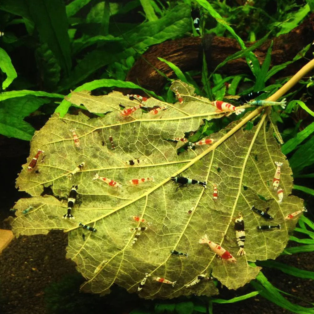 Mulberry Leaves (10pk)