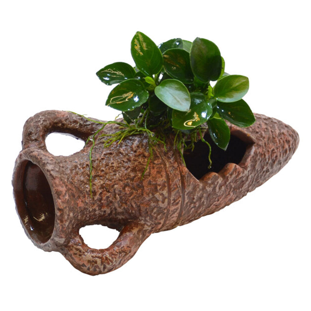 Deco Amphora With Anubias