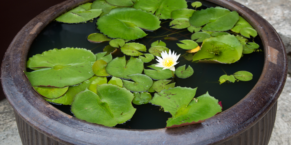 How to Build a Mini Garden Pond from a Container in 6 Steps Pond