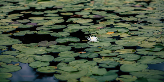 Garden Pond Pumps: How to Choose The Best Pump for your Pond