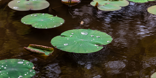Pond Pump: Troubleshooting Guide