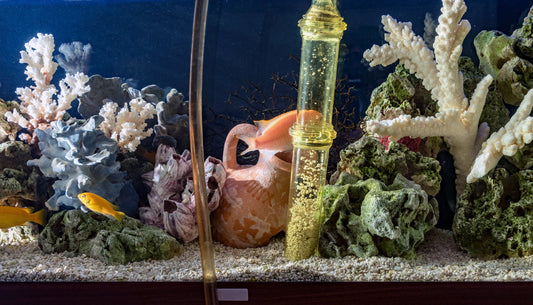 Aquarium tank with two small gold fish swimming