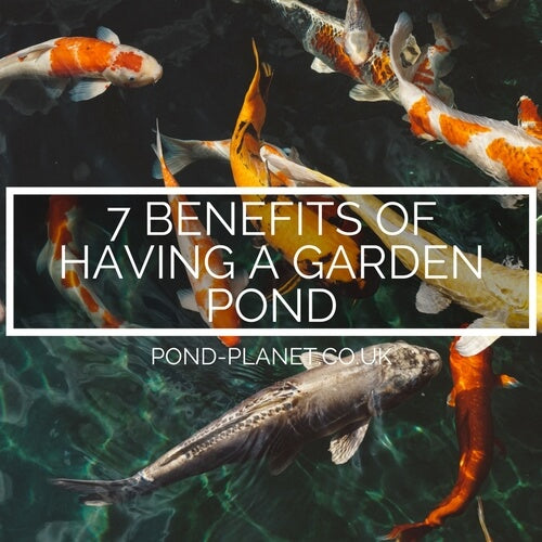 7 Benefits of Having A Garden Pond