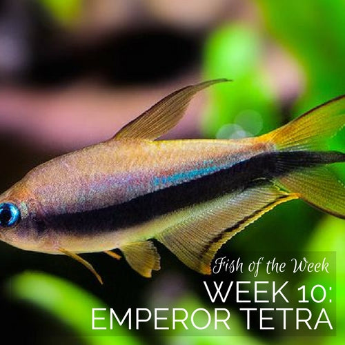 Week 10: Emperor Tetra