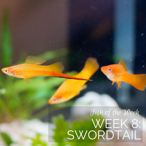 Week 8: Swordtail