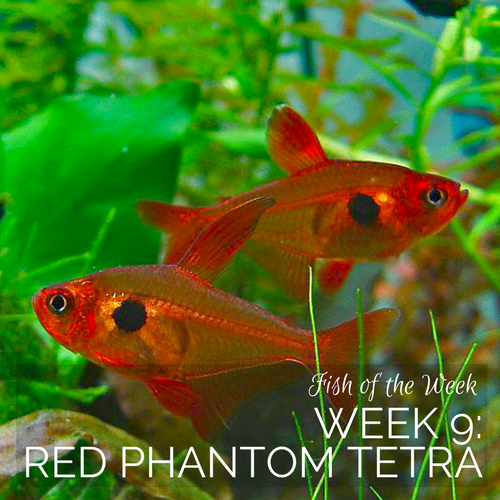 Week 9: Red Phantom Tetra