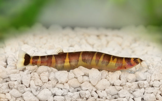 kuhli loach care guide