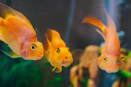 Naming Your Fish