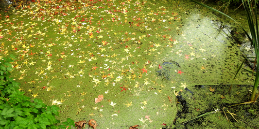 How to Get Rid of Algae in a Pond