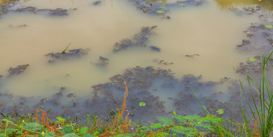 Pond Sludge Tips: What It Is and How to Remove It for a Healthier Pond
