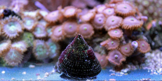 Are Aquarium Snails Good for your Fish Tank? Everything you Need to Know about Aquarium Snails