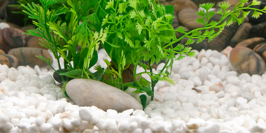 How to Clean Aquarium Sand