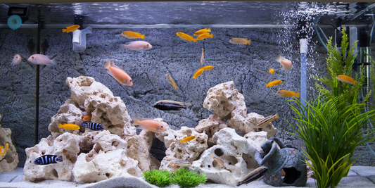 Aquarium PH Levels: The Best PH Level for your Fish Tank and How to Safely Adjust It