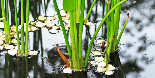 Oxygenating Pond Plants