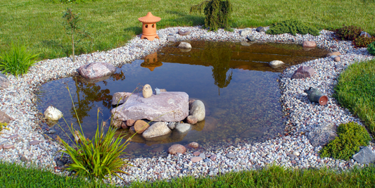 The Best Pond Filters and Why You Need One for your Pond
