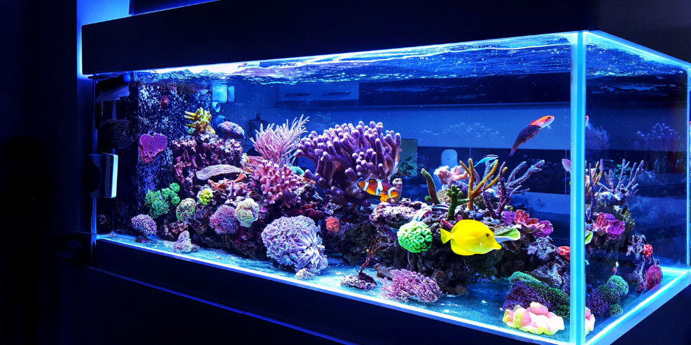 Best Filtration Systems for Reef Tanks: Ultimate Clean Water Guide