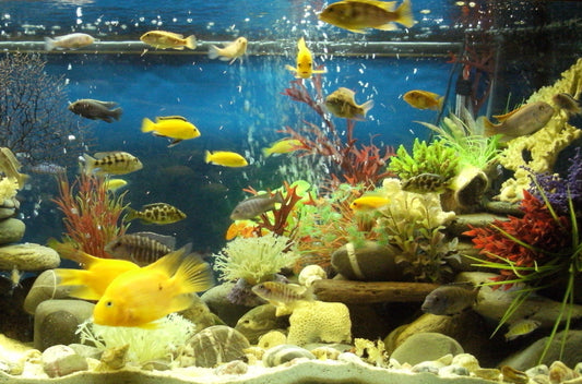 close up of an aquarium fish tank with mixed yellow fish swimming