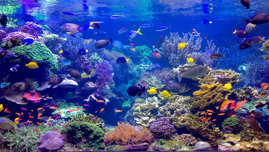 Why You Need a UV Steriliser for your Fish Tank