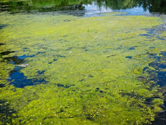 Layer of blanket weed partially covering a large sized pond